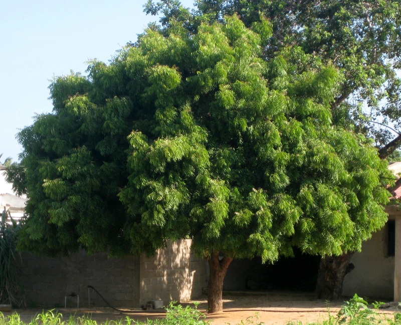 شجرة النيم في السعودية