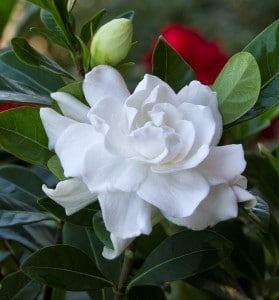 gardenia-jasminoides