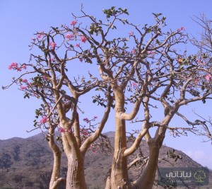 منظر أقرب لشجرة العدنة الكبيرة في تهامة