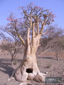 شجرة عدنة كبيرة في تهامة في المملكة العربية السعودية