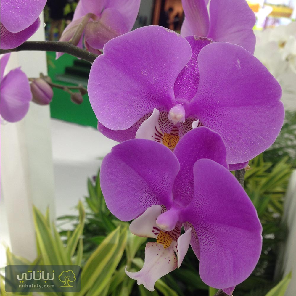 orchid-phalaenopsis.jpg
