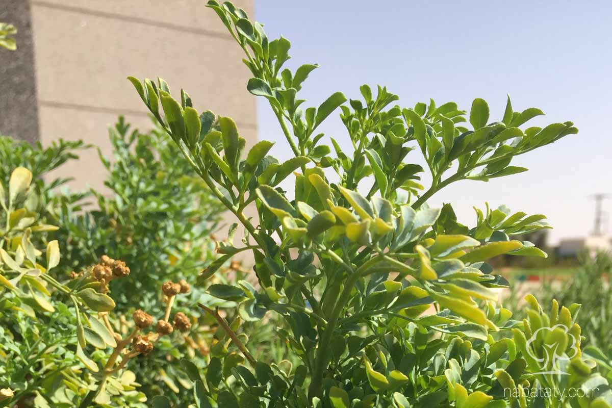 سذاب نباتاتي