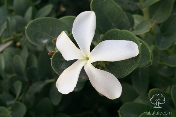 زهرة كاريسا