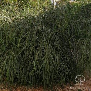 طلح ملحي