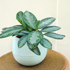  نبات اجلونيما Aglaonema-silver-bay-1-300x300