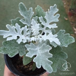 senecio-cineraria-30