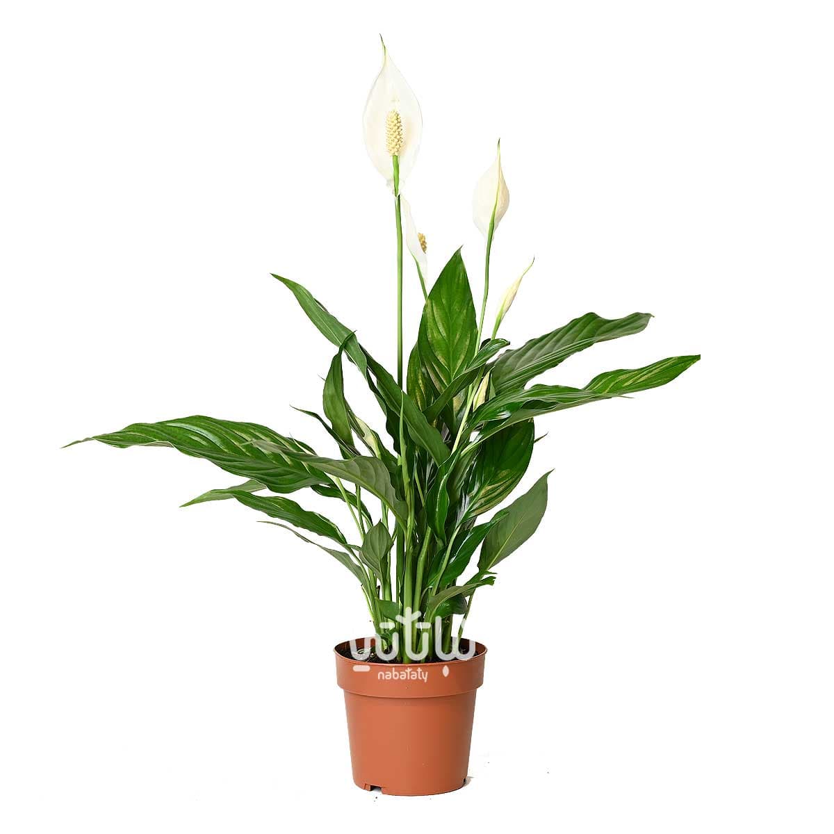 نبتة الاشرعة البيضاء صغيرة 1