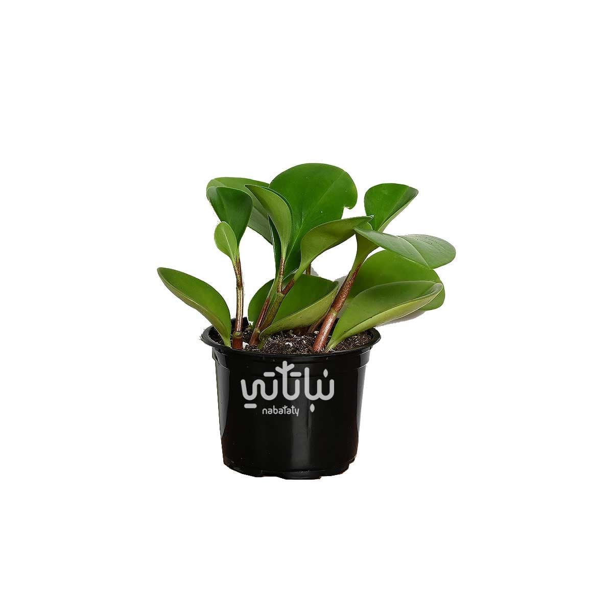 Small Peperomia