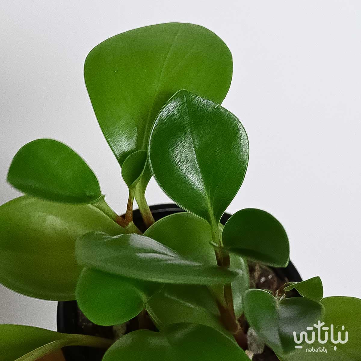 Small Peperomia 2