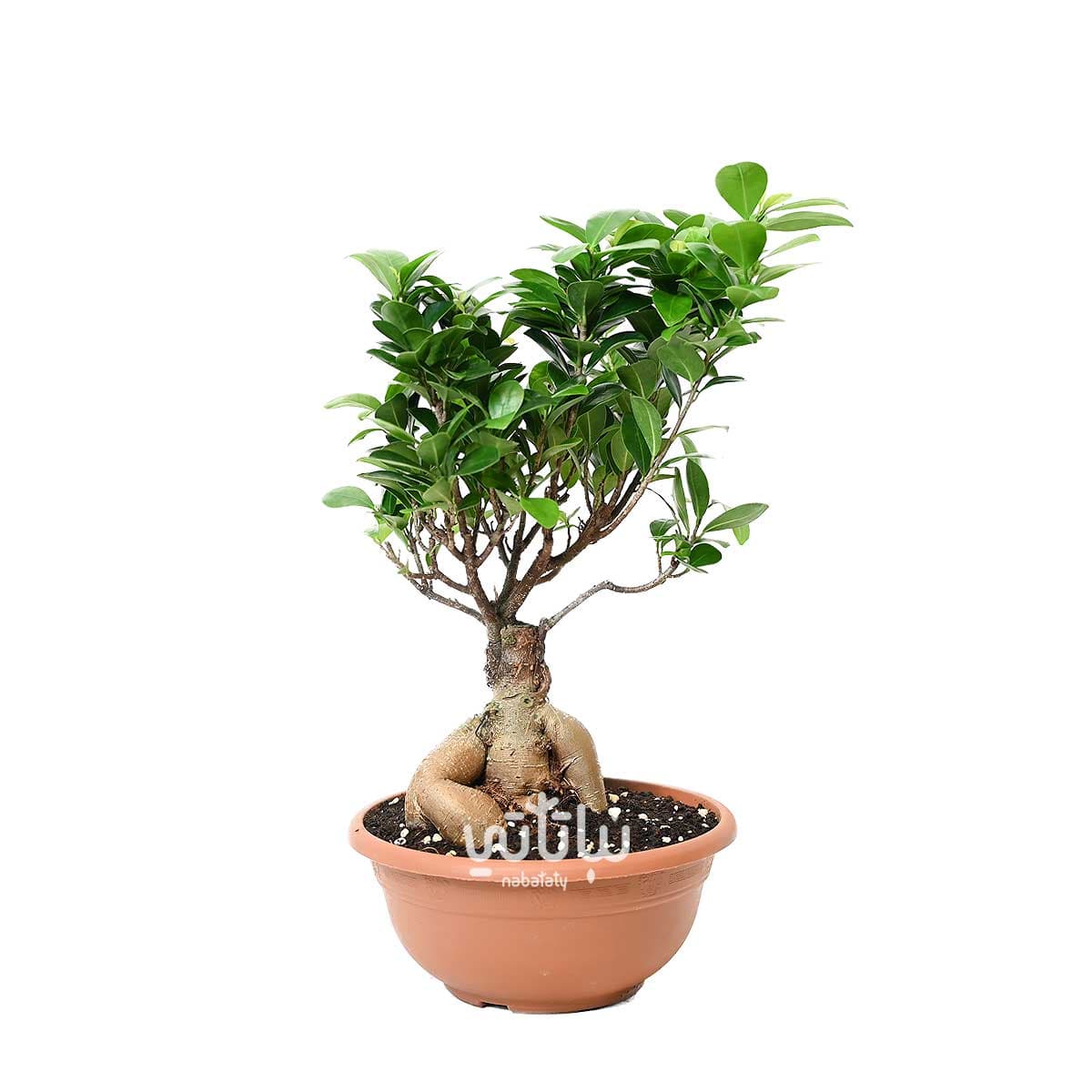 نبتة بونساي صغيرة 1