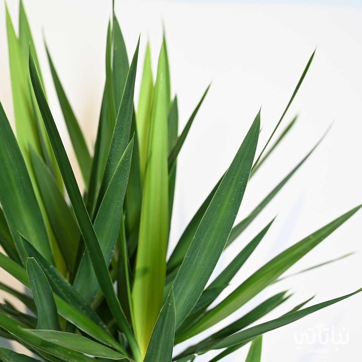 Yucca 4 legs 150 cm 2