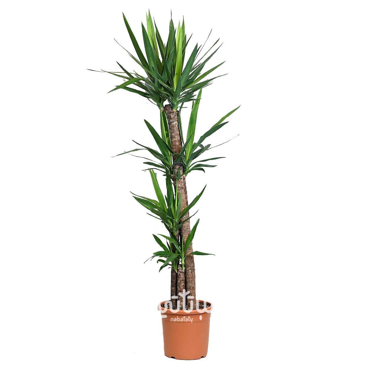Yucca 4 legs 150 cm 1