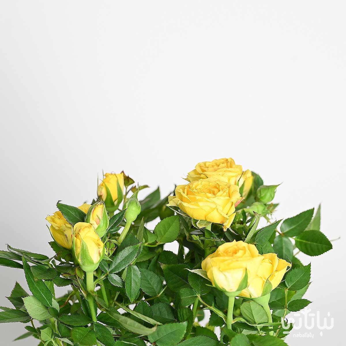 Yellow indoor rose plant 2