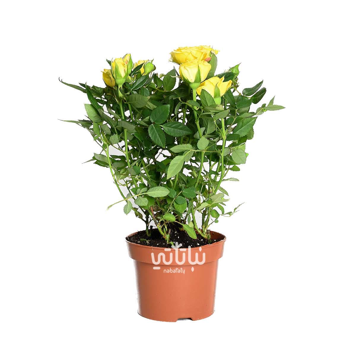 Yellow indoor rose plant