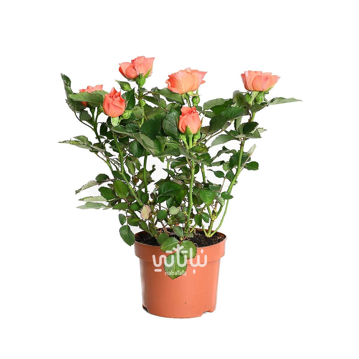 Orange indoor rose plant
