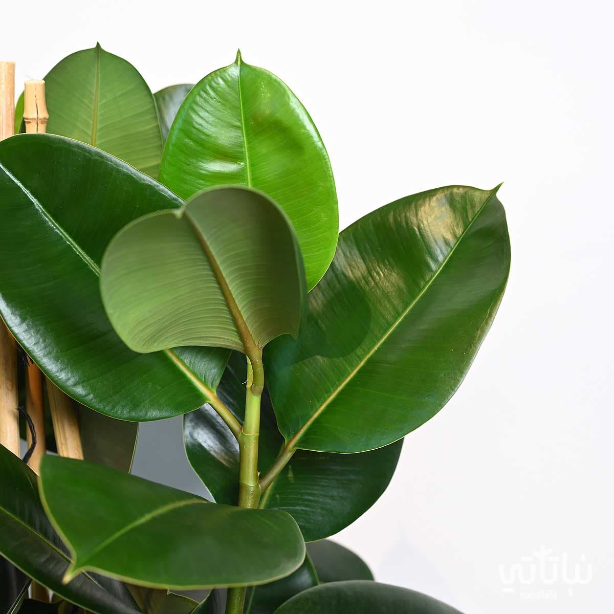 Ficus Elastica Large 2