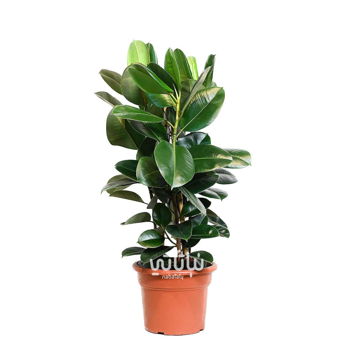 Ficus Elastica Large 1