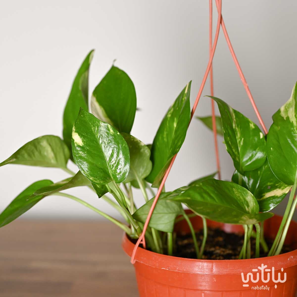 Pothos in a hanging pot 2