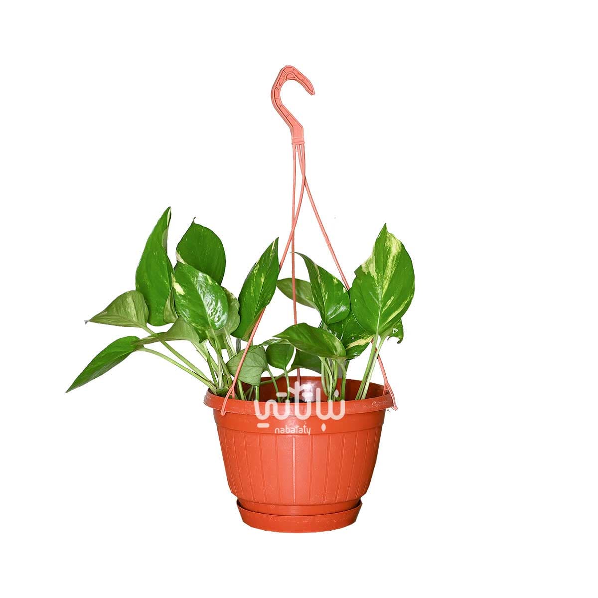 Pothos in a hanging pot 1