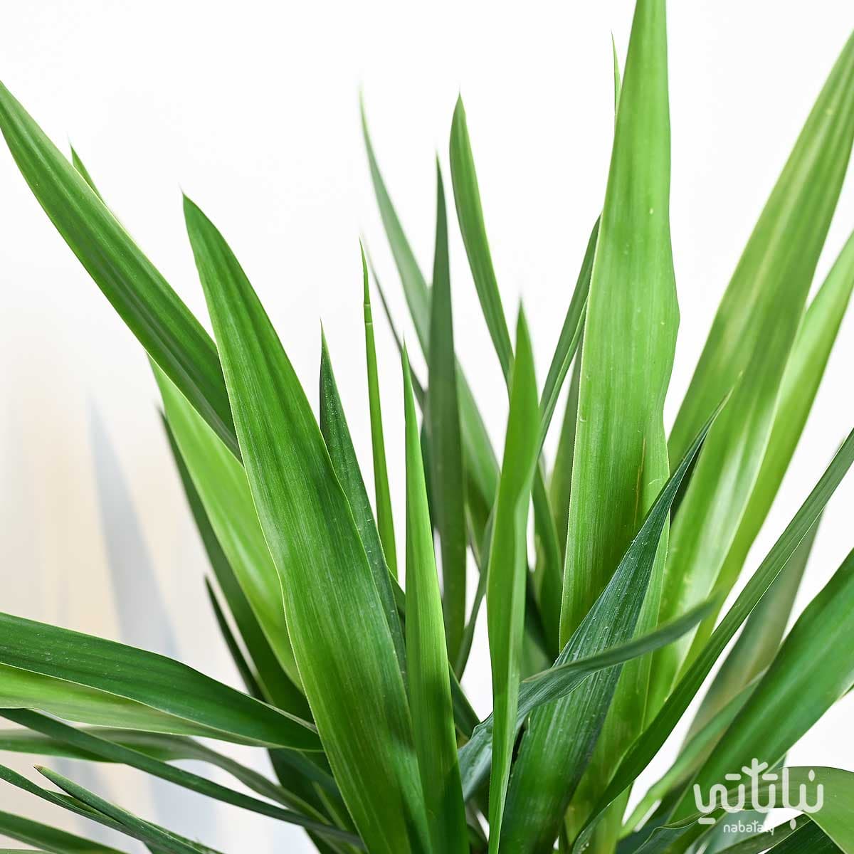 Yucca 3 legs 90 cm 2