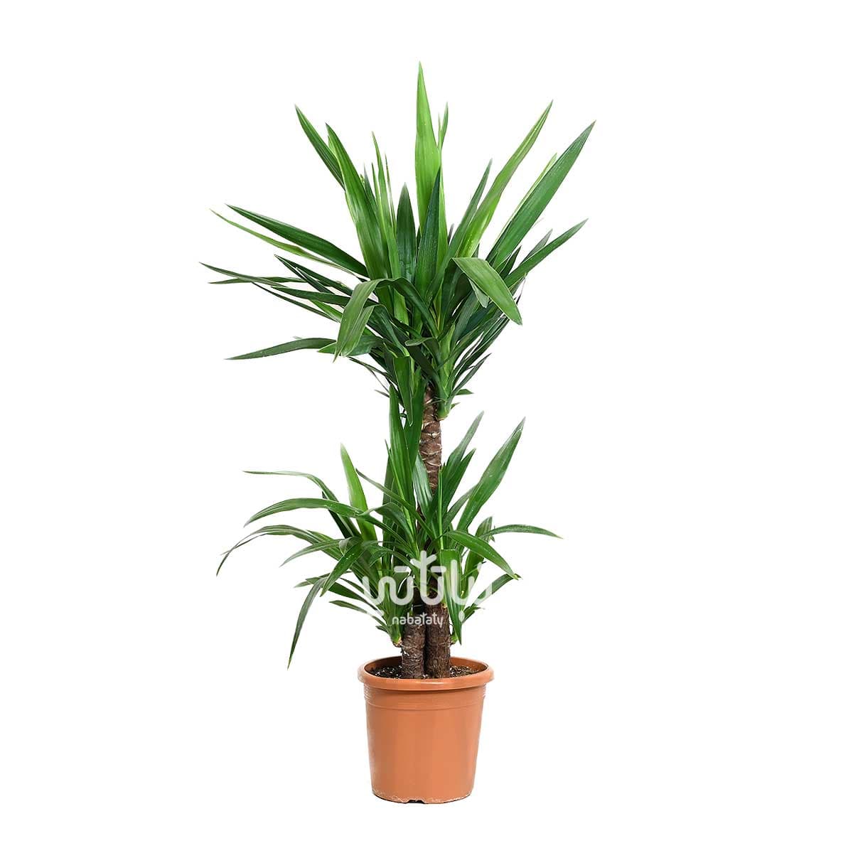 Yucca 3 legs 90 cm 1