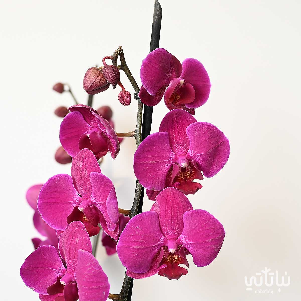 نبتة اوركيد بنفسجي 2