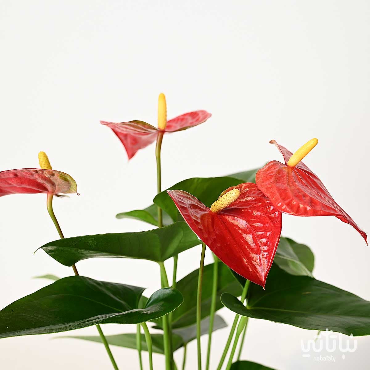 نبتة انتوريوم احمر 2