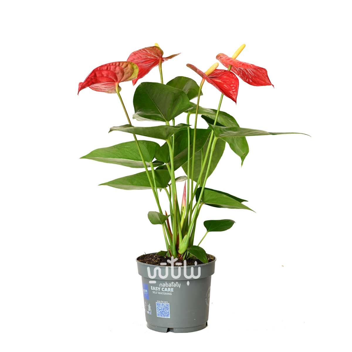 نبتة انتوريوم احمر 1