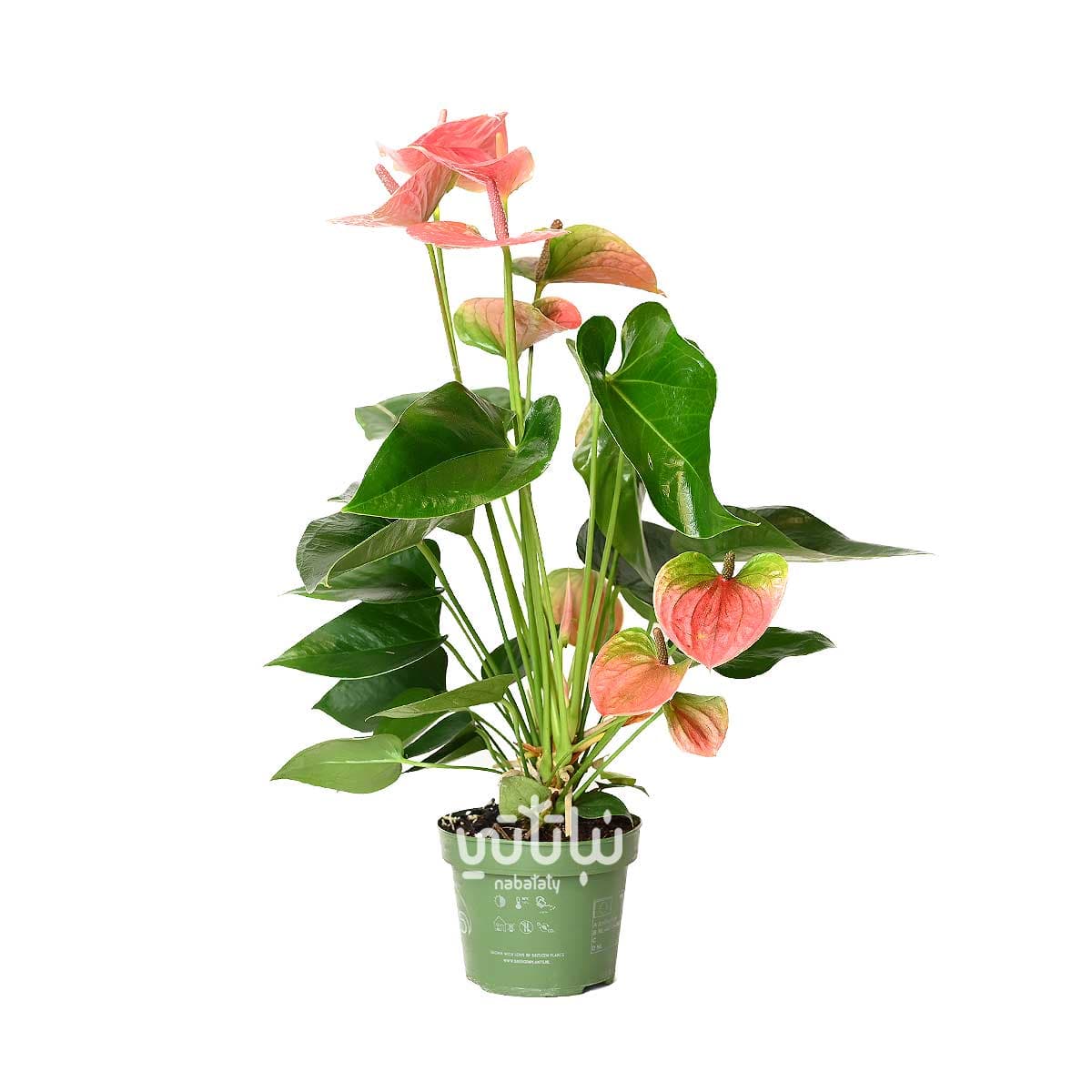 نبتة انتوريوم وردي 2