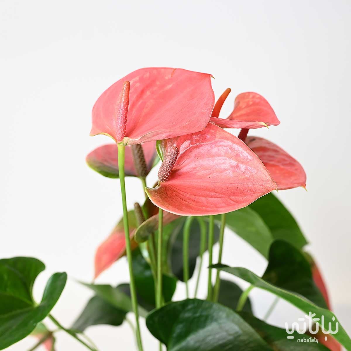 نبتة انتوريوم وردي 3