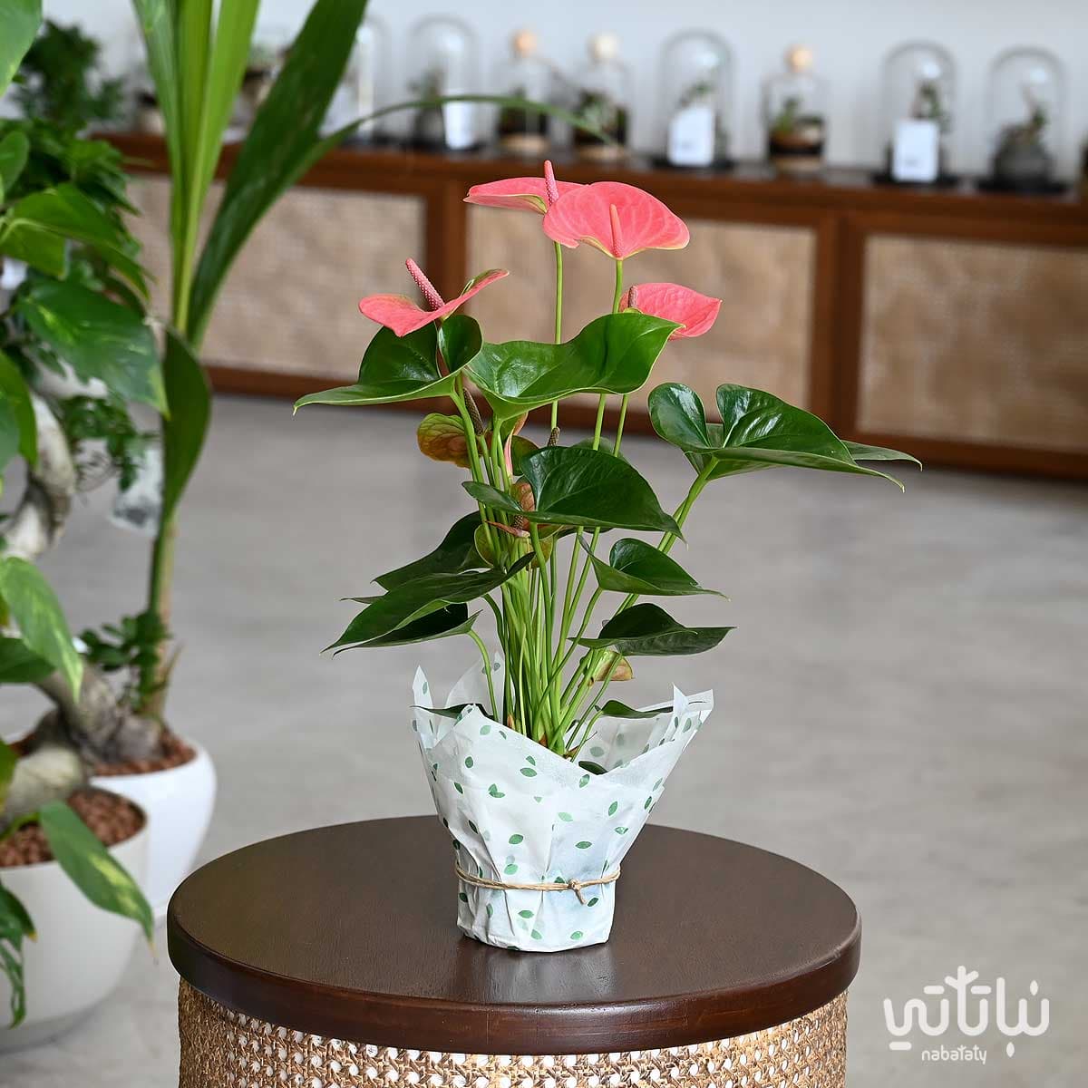 نبتة انتوريوم وردي