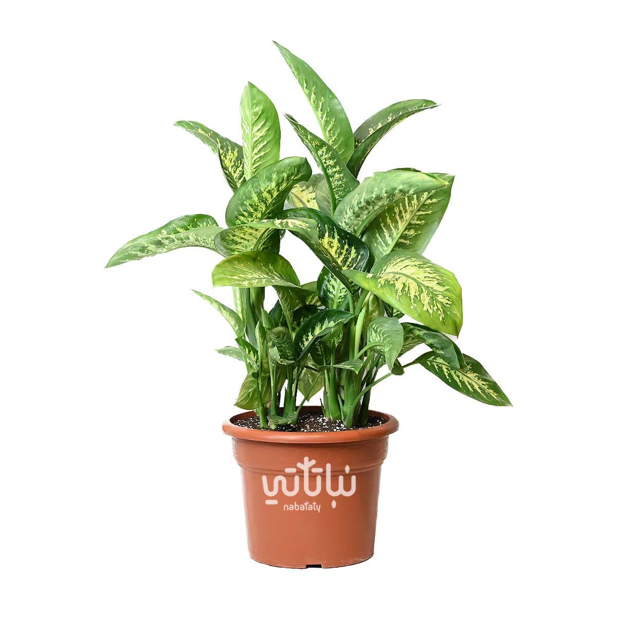 Dieffenbachia Large 1