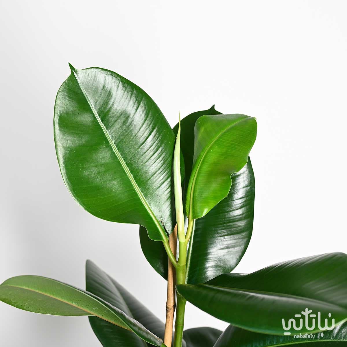 Ficus Elastica 90 cm 2
