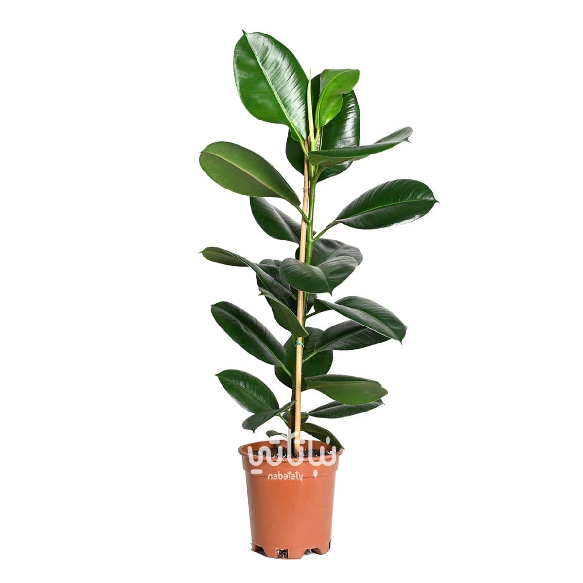 Ficus Elastica 90 cm 1