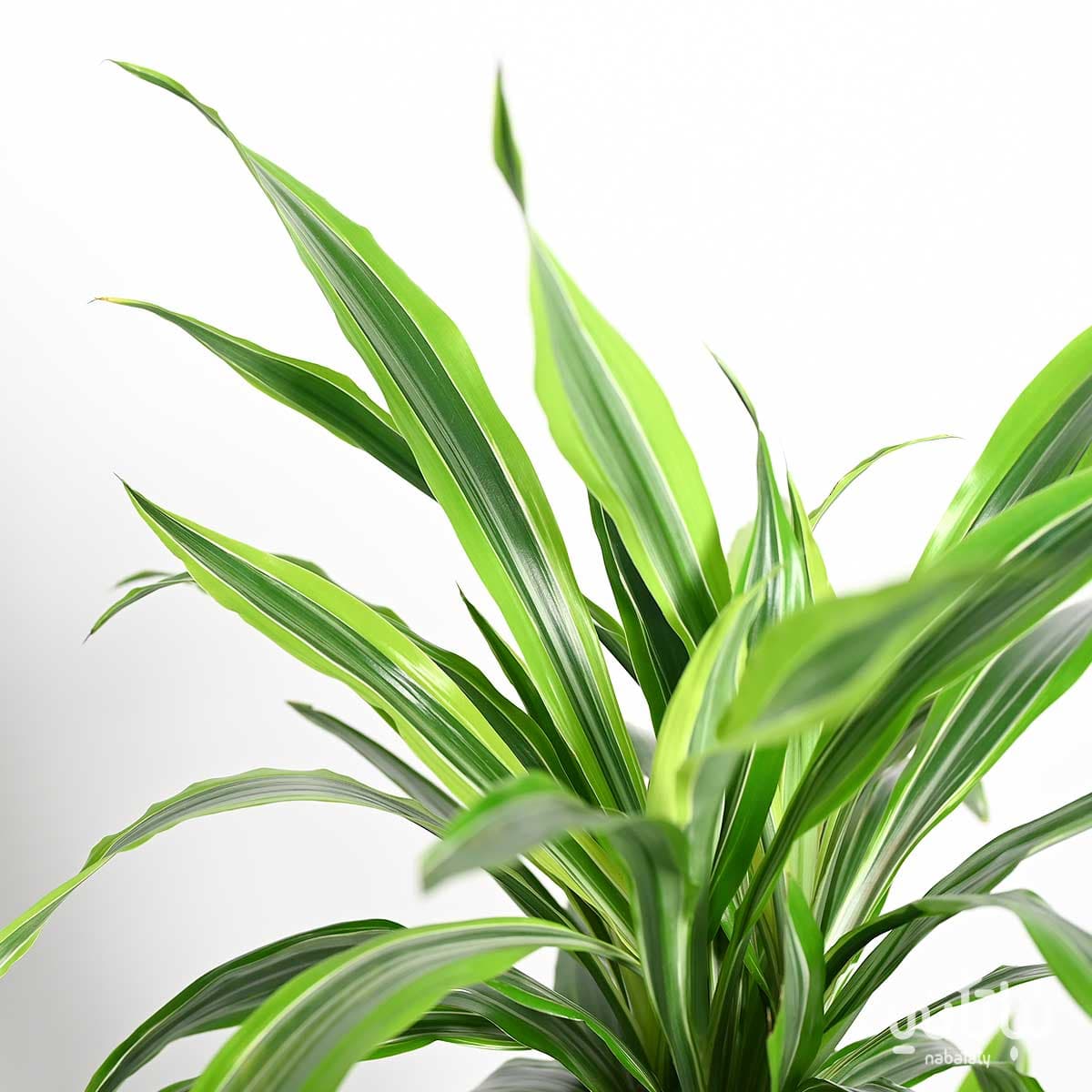 Dracena lemon lime 3 legs 100cm 2