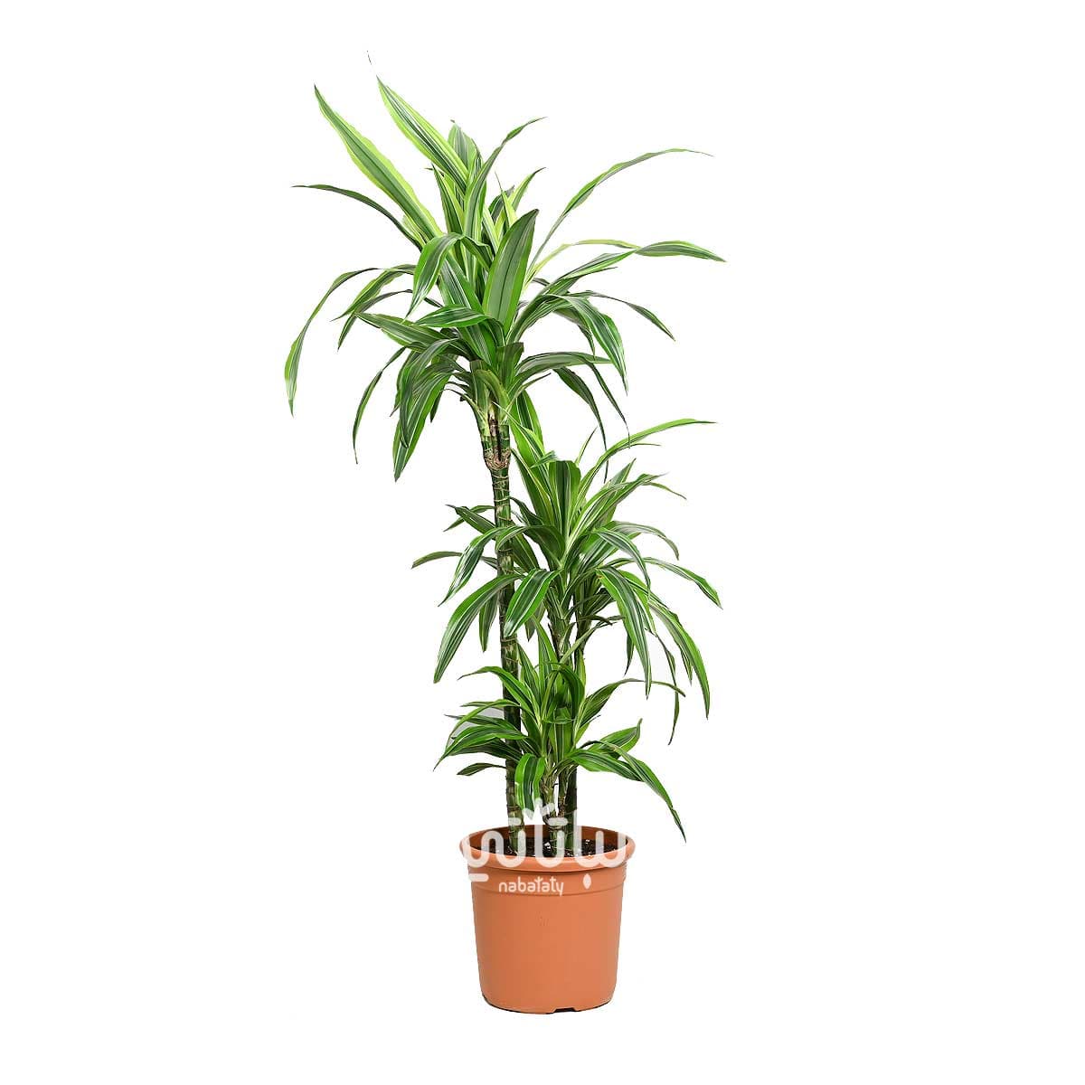 Dracena lemon lime 3 legs 100cm 1