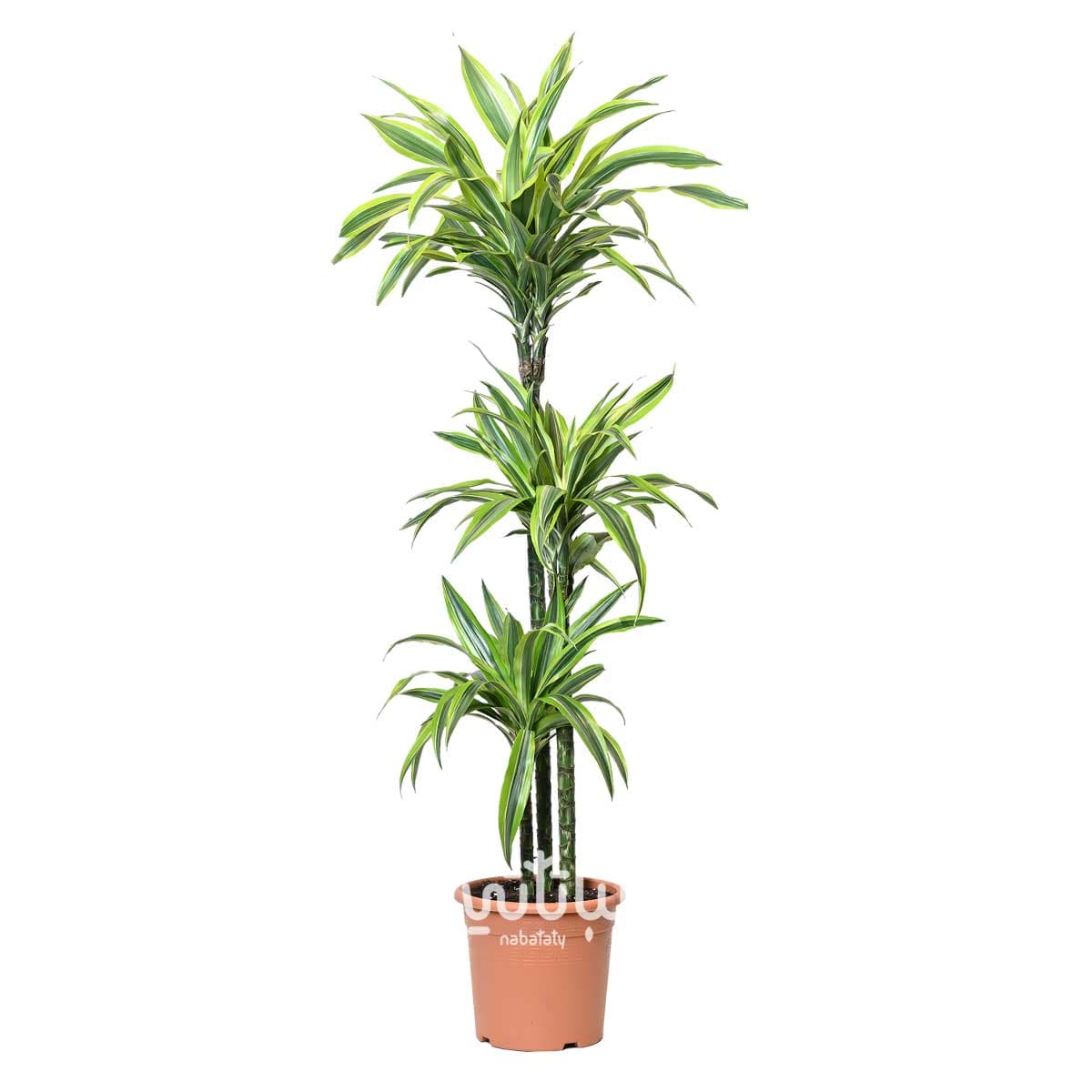 Dracena lemon lime 3 legs 120cm