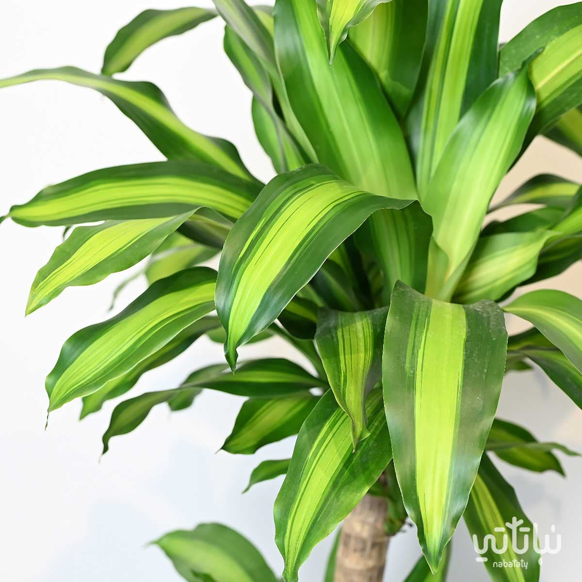 Dracaena Massangeana 3 legs 80cm 2