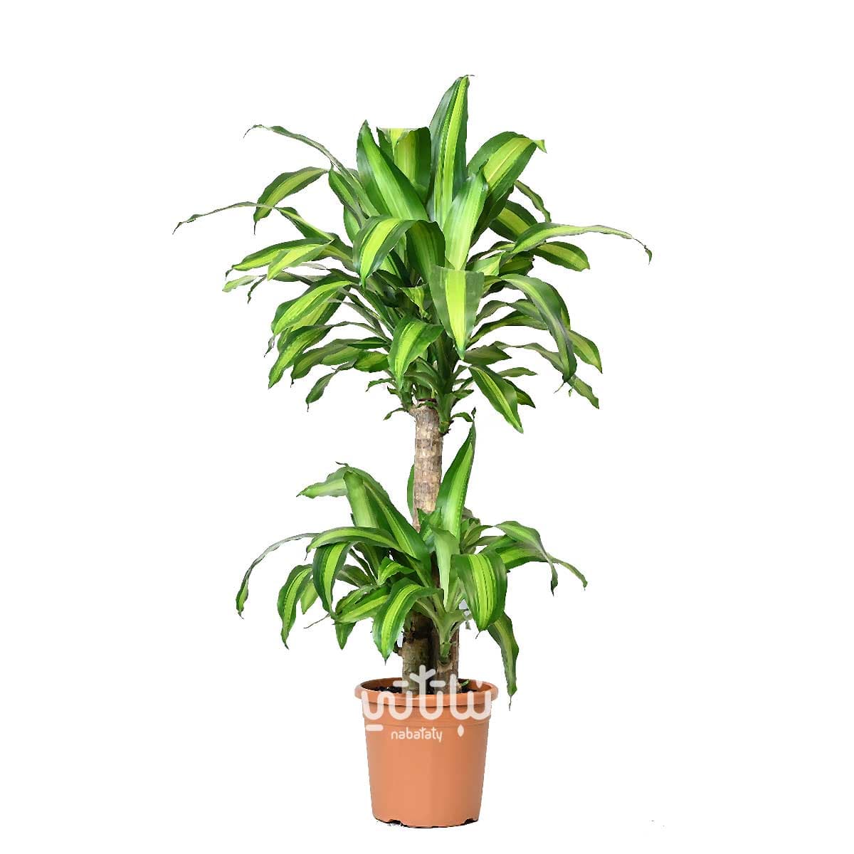 Dracaena Massangeana 3 legs 80cm 1