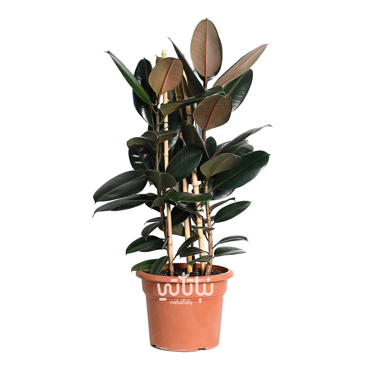 Ficus Elastica Large dark