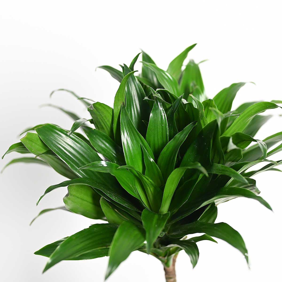 Dracaena compacta 2 Legs 70cm 2