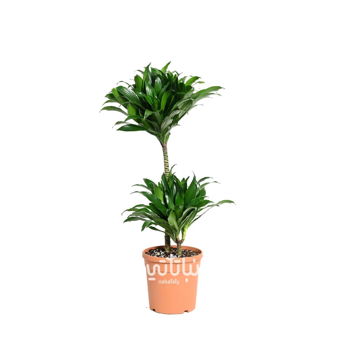 Dracaena compacta 2 Legs 70cm