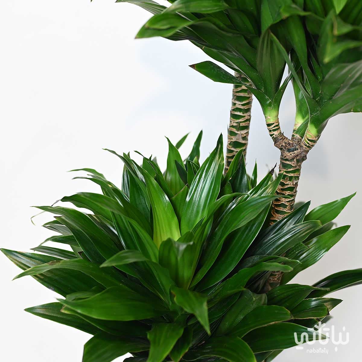 Dracaena compacta 3 Legs 120cm 2