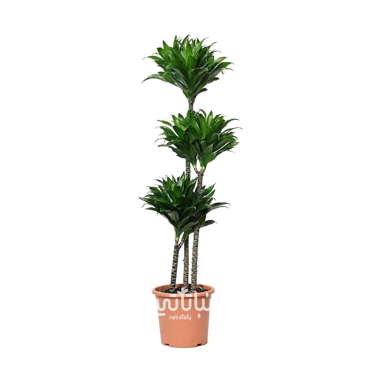 Dracaena compacta 3 Legs 120cm 1