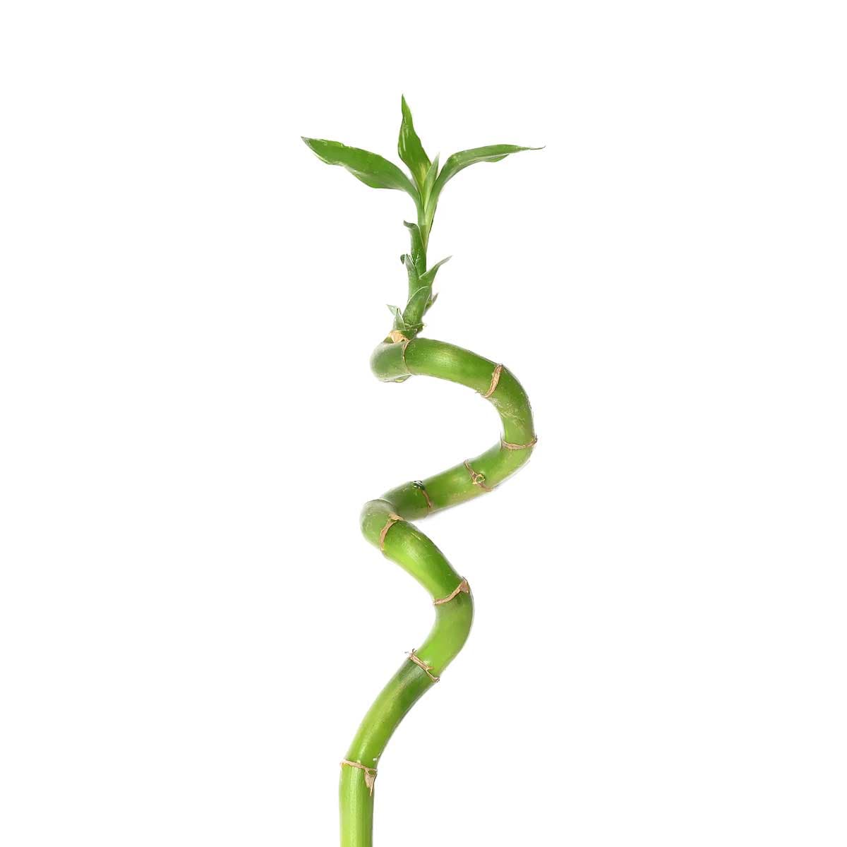 نبتة بامبو 80 سم 1