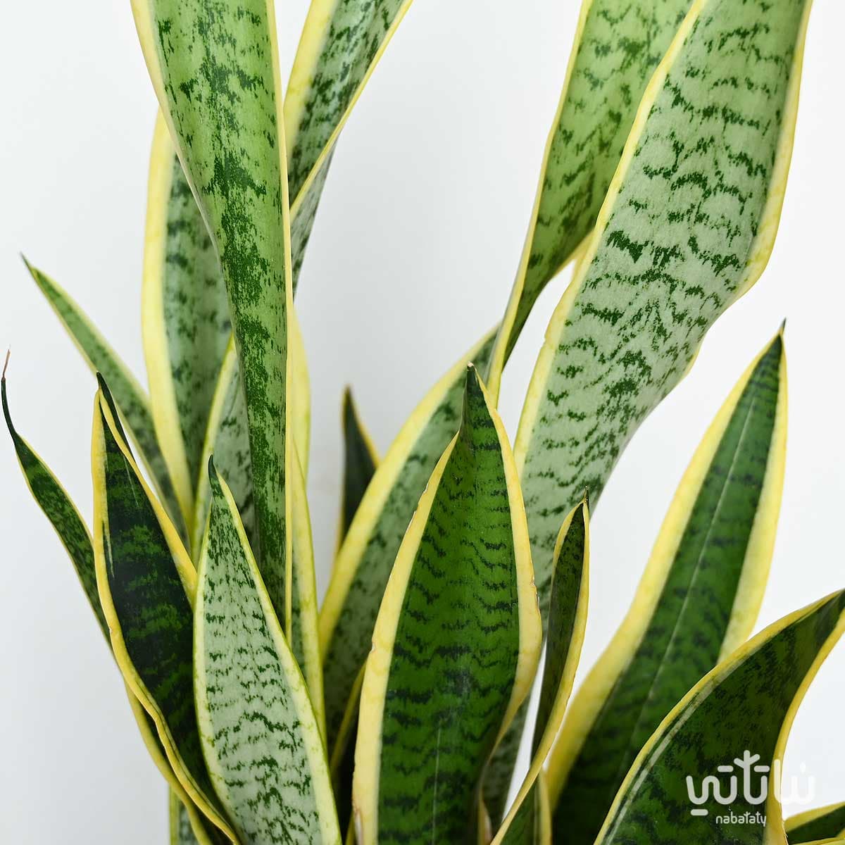 نبتة جلد النمر كبيرة 2