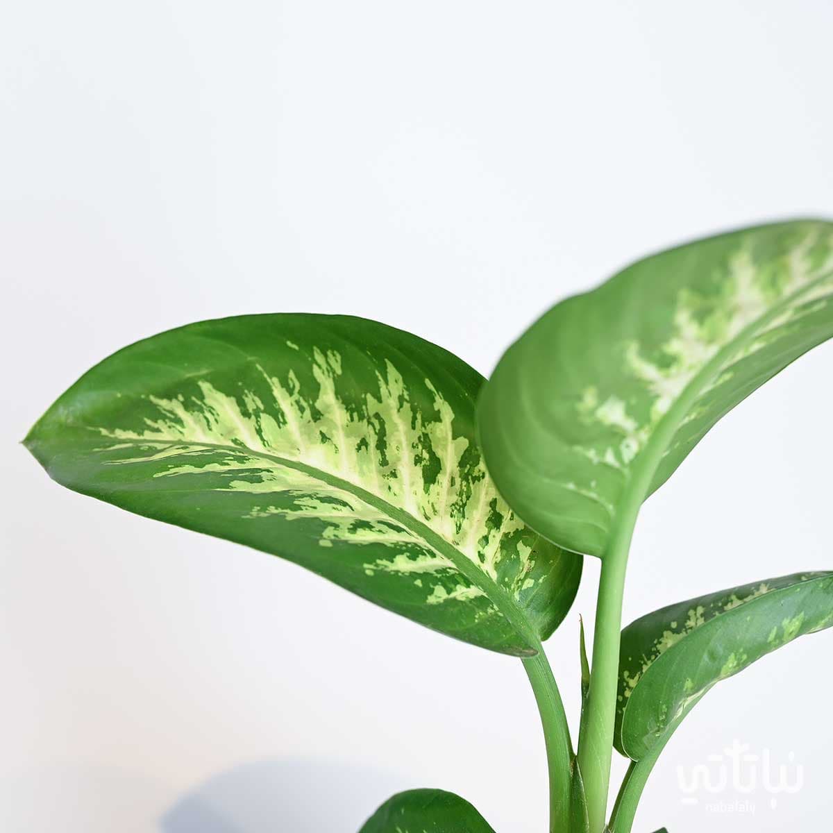 Small Dieffenbachia 2