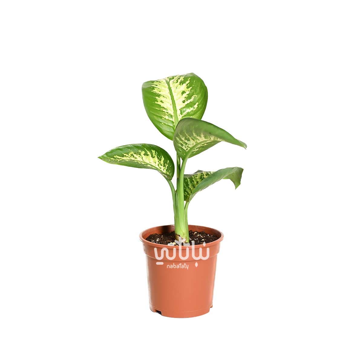 Small Dieffenbachia 1