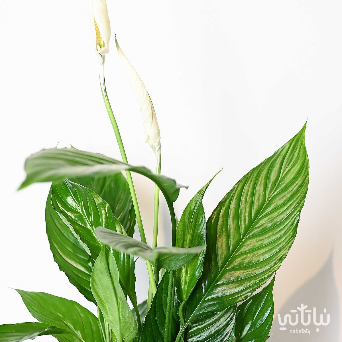 نبتة الاشرعة البيضاء كبيرة 2