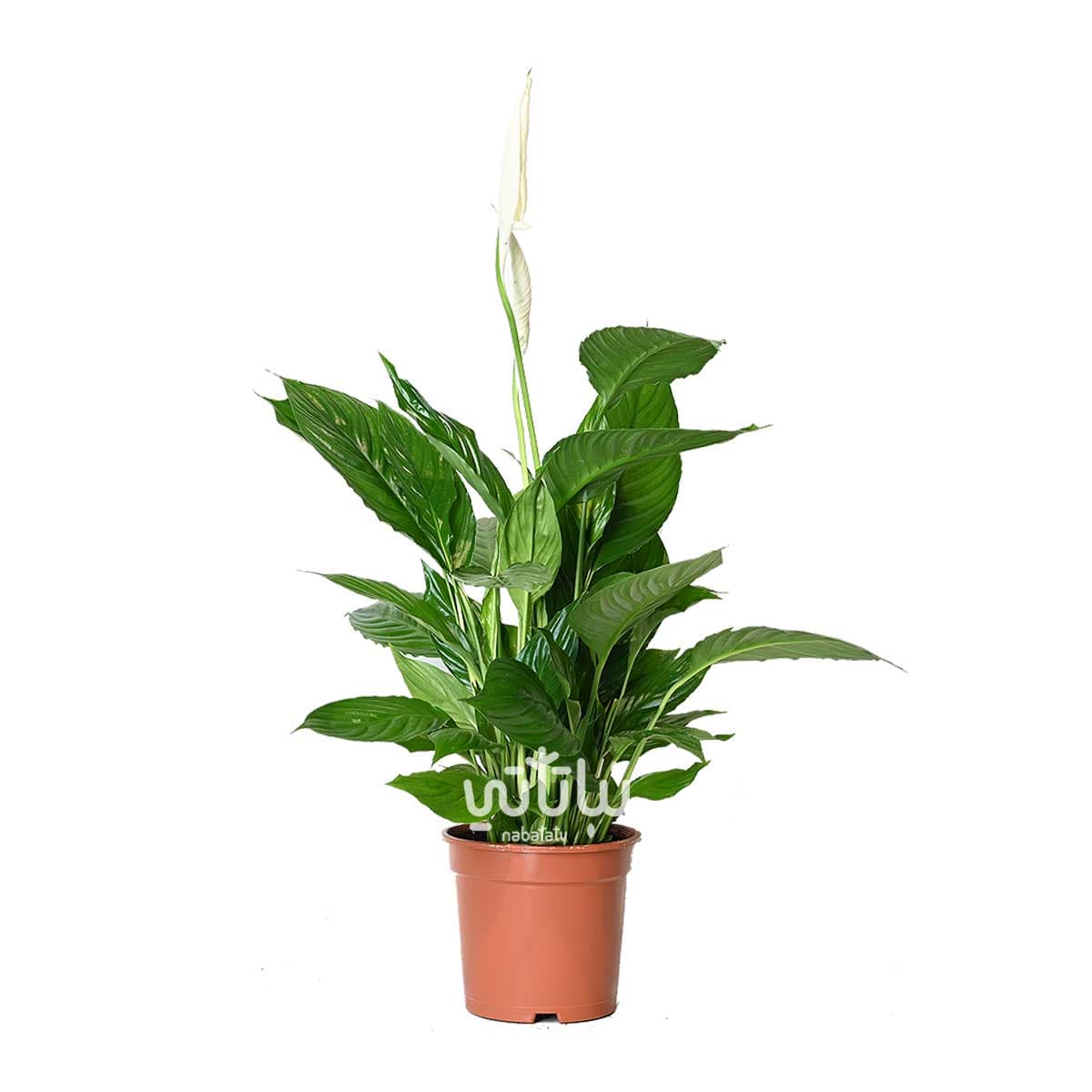 نبتة الاشرعة البيضاء كبيرة 1